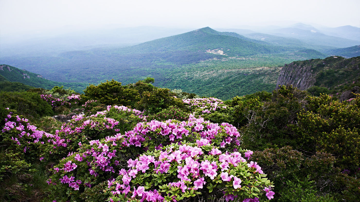 제주 영실기암과 오백나한 (靈室奇巖과 五百羅漢): 명승 제84호