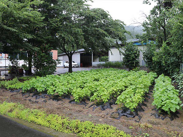 산정논메기매운탕 채소밭