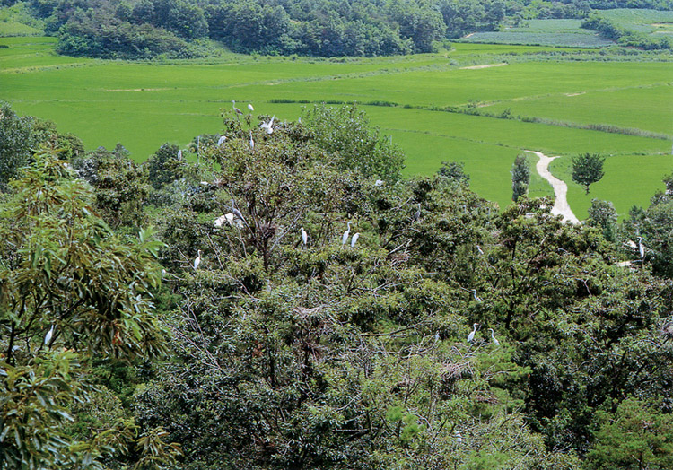 진천 노원리 왜가리 번식지 (鎭川 老院里 왜가리 繁殖地)