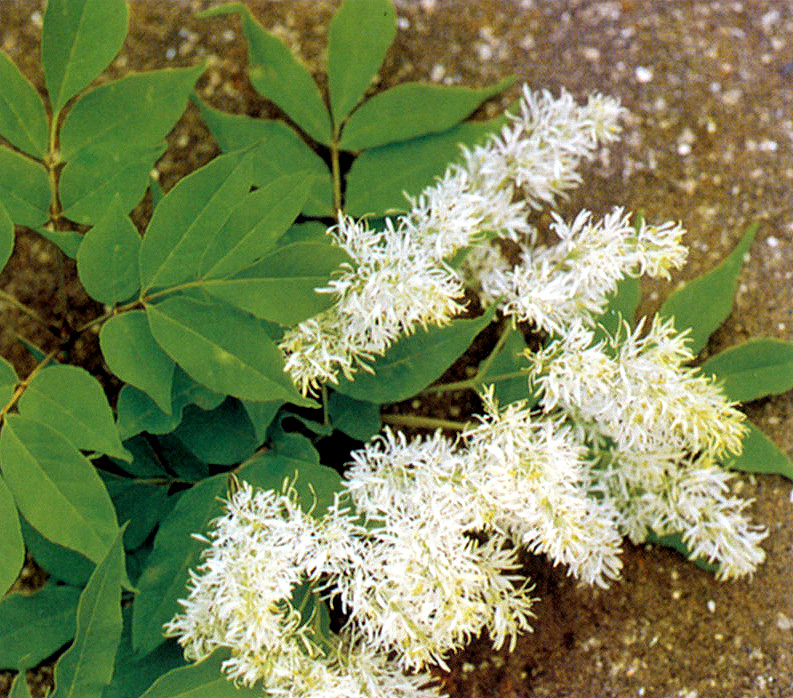 완도 주도 상록수림 (莞島 珠島 常綠樹林)