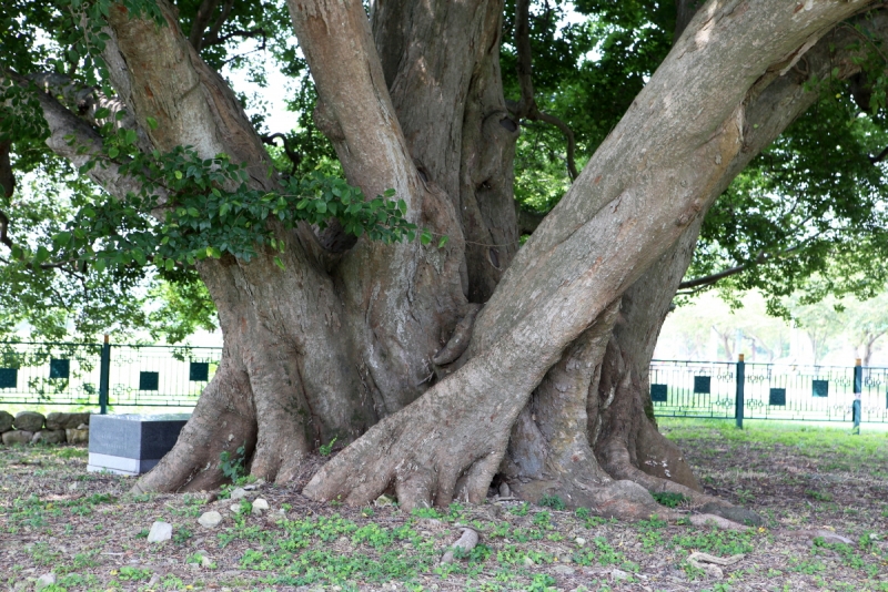 강진 사당리 푸조나무 (康津 沙堂里 푸조나무)
