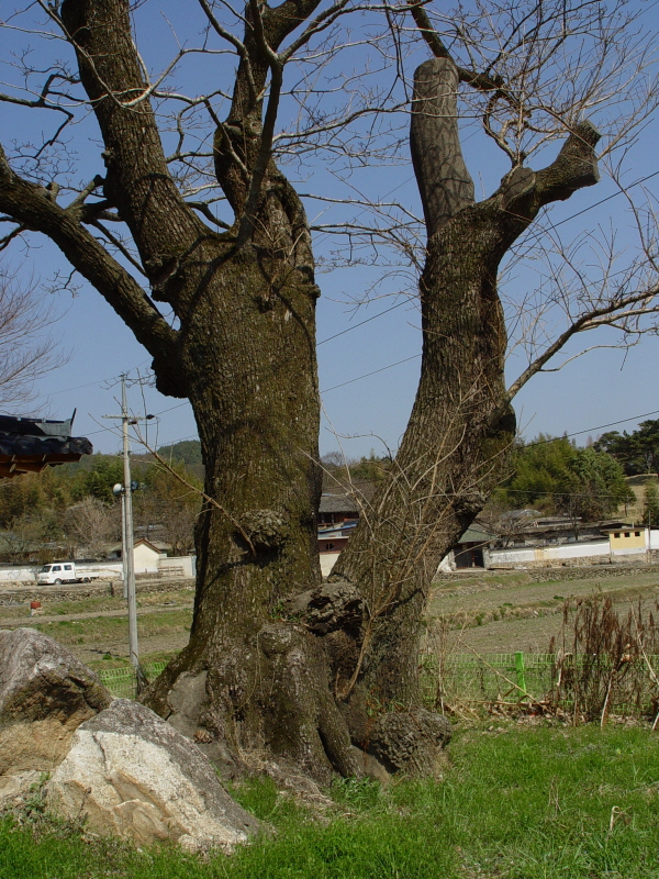 순천 평중리 이팝나무 (順天 平中里 이팝나무)