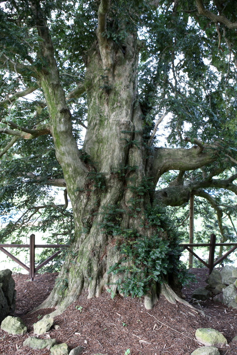 강진 삼인리 비자나무 (康津 三仁里 비자나무)