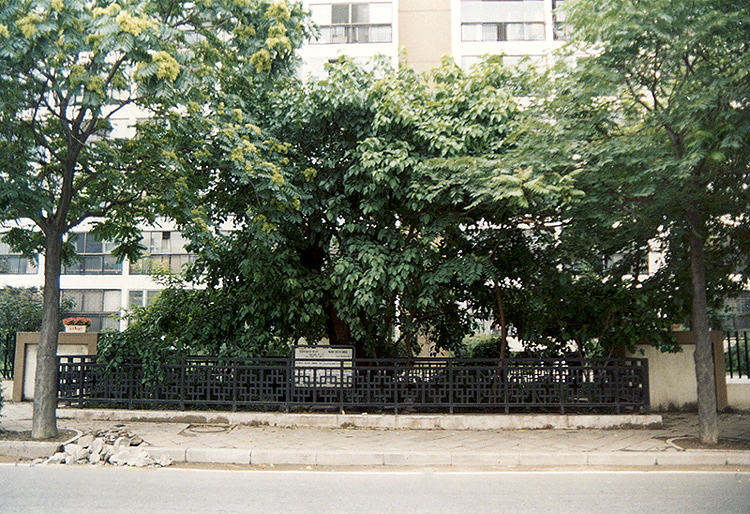 잠실뽕나무 (蠶室 뽕나무)